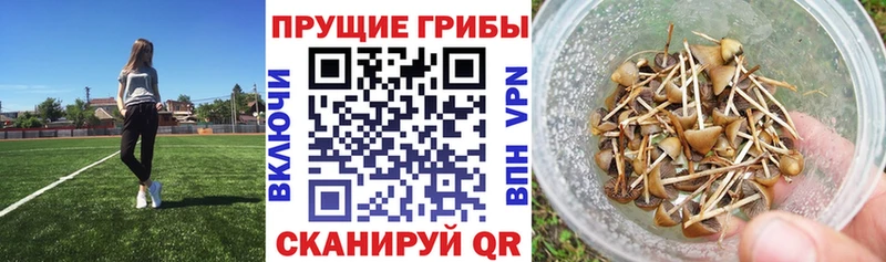 Псилоцибиновые грибы Psilocybe  Кузнецк 
