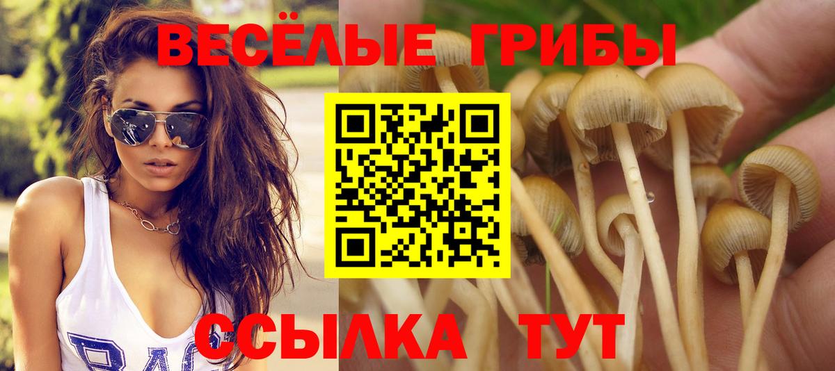 где найти   Вход с VPN  Кузнецк  Псилоцибиновые грибы Psilocybine cubensis 